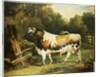 A Bull of the Alderney Breed by James Ward