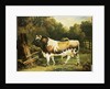 A Bull of the Alderney Breed by James Ward