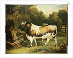 A Bull of the Alderney Breed by James Ward