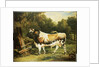 A Bull of the Alderney Breed by James Ward