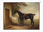 Portrait of Buckle, First Lord Chesham's Hunter, 1836 by John E. Ferneley