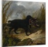 An Irish Water Spaniel Retrieving a Mallard Drake, 1849 by John Frederick Herring Snr