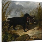 An Irish Water Spaniel Retrieving a Mallard Drake, 1849 by John Frederick Herring Snr