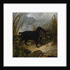 An Irish Water Spaniel Retrieving a Mallard Drake, 1849 by John Frederick Herring Snr