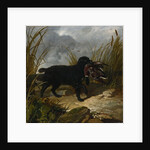 An Irish Water Spaniel Retrieving a Mallard Drake, 1849 by John Frederick Herring Snr