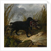 An Irish Water Spaniel Retrieving a Mallard Drake, 1849 by John Frederick Herring Snr