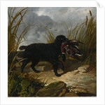 An Irish Water Spaniel Retrieving a Mallard Drake, 1849 by John Frederick Herring Snr