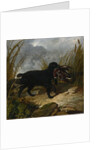 An Irish Water Spaniel Retrieving a Mallard Drake, 1849 by John Frederick Herring Snr