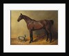 A Bay Hunter and a Spotted Dog in a Stable Interior, 1846 by John Frederick Herring Snr