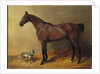A Bay Hunter and a Spotted Dog in a Stable Interior, 1846 by John Frederick Herring Snr