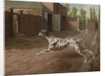 A Dalmation Running in a Stable Yard by Philip Reinagle