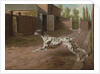A Dalmation Running in a Stable Yard by Philip Reinagle