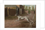 A Dalmation Running in a Stable Yard by Philip Reinagle