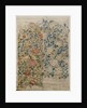 Rose, design for chintz by William Morris