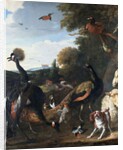 Peacocks and other birds, with a sheep and dog in a landscape by Melchior de Hondecoeter