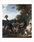 Peacocks and other birds, with a sheep and dog in a landscape by Melchior de Hondecoeter