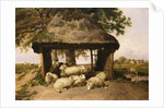 Sheep Resting Under a Shelter by Thomas Sidney Cooper