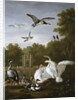 Swans, ducks and other birds in a park by Pieter Casteels