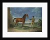 An Arab stallion held by a groom by Sawrey Gilpin