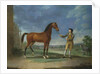 An Arab stallion held by a groom by Sawrey Gilpin