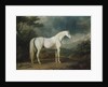 White horse in a wooded landscape, 1791 by Sawrey Gilpin