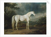 White horse in a wooded landscape, 1791 by Sawrey Gilpin