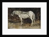 White Horse, c.1885-90 by Eugene Louis Boudin