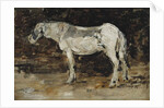 White Horse, c.1885-90 by Eugene Louis Boudin