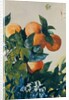 Oranges on a Branch, 1885 by Winslow Homer