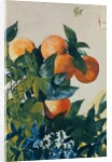 Oranges on a Branch, 1885 by Winslow Homer
