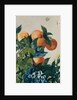 Oranges on a Branch, 1885 by Winslow Homer
