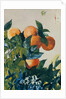 Oranges on a Branch, 1885 by Winslow Homer
