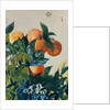 Oranges on a Branch, 1885 by Winslow Homer