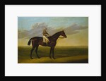Mr Richard Watt's Bay Racehorse 'Rockingham' with Sam Darling up, on a Racecourse by David of York Dalby