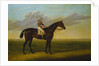 Mr Richard Watt's Bay Racehorse 'Rockingham' with Sam Darling up, on a Racecourse by David of York Dalby