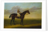 Mr Richard Watt's Bay Racehorse 'Rockingham' with Sam Darling up, on a Racecourse by David of York Dalby