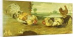 A Cock Fight by Frans Snyders