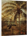 Palm Tree, Nassau, 1892 by Albert Bierstadt