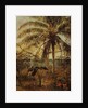 Palm Tree, Nassau, 1892 by Albert Bierstadt