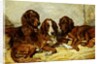 Shot and his Friends - Three Irish Red and White Setters, 1876 by John Emms