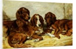 Shot and his Friends - Three Irish Red and White Setters, 1876 by John Emms
