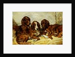 Shot and his Friends - Three Irish Red and White Setters, 1876 by John Emms