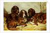 Shot and his Friends - Three Irish Red and White Setters, 1876 by John Emms