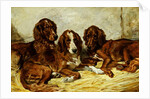 Shot and his Friends - Three Irish Red and White Setters, 1876 by John Emms