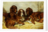 Shot and his Friends - Three Irish Red and White Setters, 1876 by John Emms