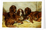 Shot and his Friends - Three Irish Red and White Setters, 1876 by John Emms