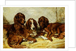 Shot and his Friends - Three Irish Red and White Setters, 1876 by John Emms