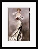 Portrait of the Countess Zichy, 1905 by Giovanni Boldini