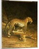 Two Leopards lying in the Exeter Exchange, 1808 by Jacques-Laurent Agasse