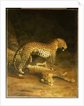 Two Leopards lying in the Exeter Exchange, 1808 by Jacques-Laurent Agasse